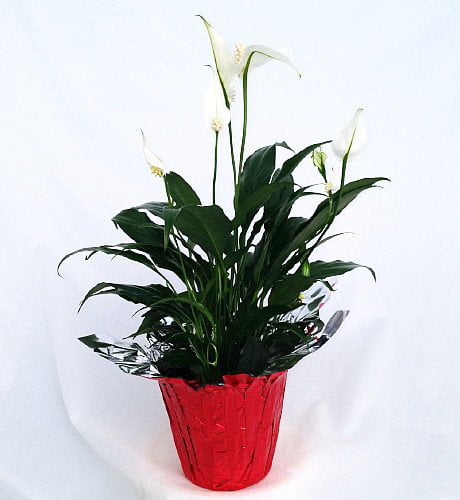 Peace Lily Plant