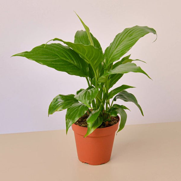 Spathiphyllum 'Peace Lily' - 4" Pot