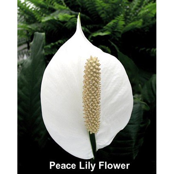 Peace Lily Plant